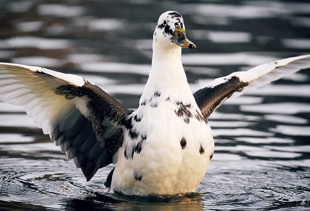 black and white duck