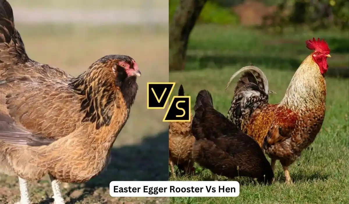 easter egger rooster