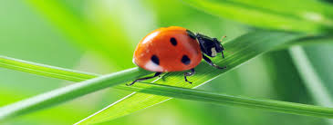 baby ladybug