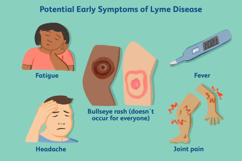 lyme disease teeth